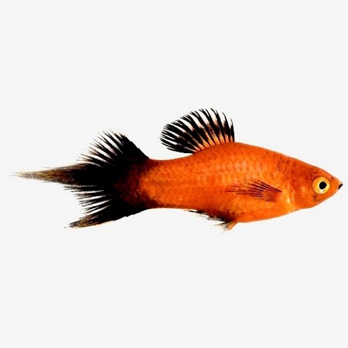 Xiph.maculatus  Penseel platy M
